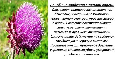 Корни полезные свойства