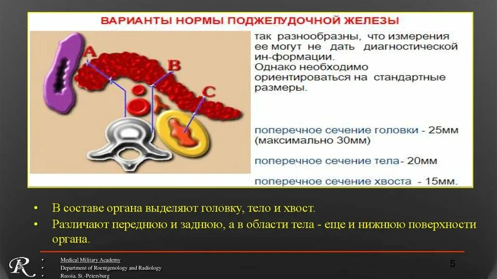 Норма поджелудочной железы у взрослого мужчины. Исследование поджелудочной железы. Поджелудочная железа головка тело хвост норма. Ультразвуковое исследование поджелудочной железы презентация. Показатели поджелудочной железы.