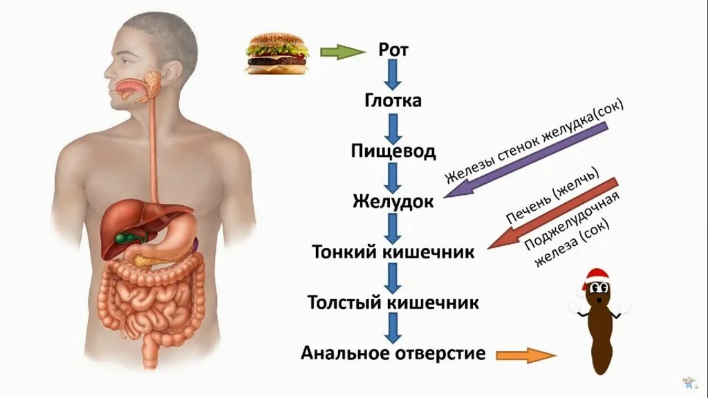 Глотка пищевод желудок двенадцатиперстная кишка. Глотка пищевод желудок. Пищевод желудок кишечник. Рот глотка пищевод желудок кишечник.