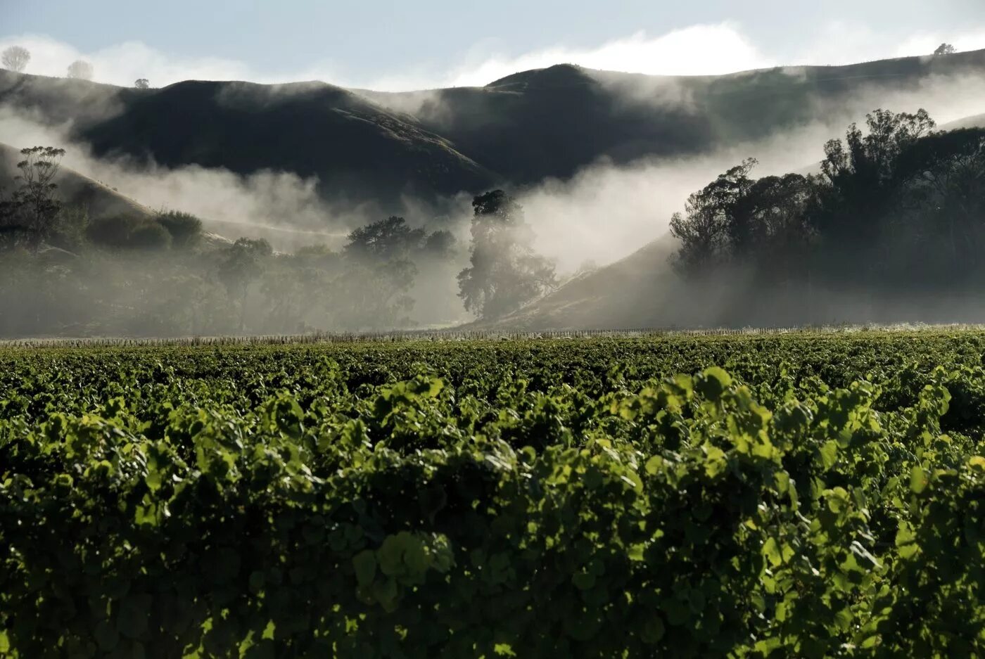 Промышленность новой зеландии. Новая Зеландия виноградники. Новая Зеландия виноградники фото. Хозяйство новой Зеландии. Новая Зеландия сельское хозяйство.