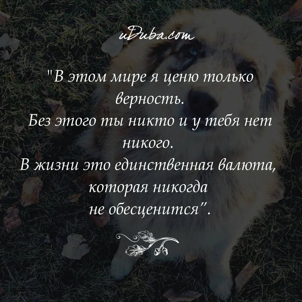 Как повысить верность. Цитаты про верность. Афоризмы про преданность. Высказывания про верность и преданность. Статусы про верность.