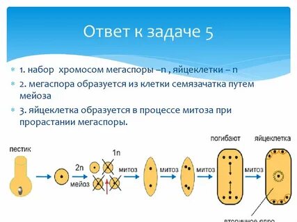 Мегаспора хромосомный набор