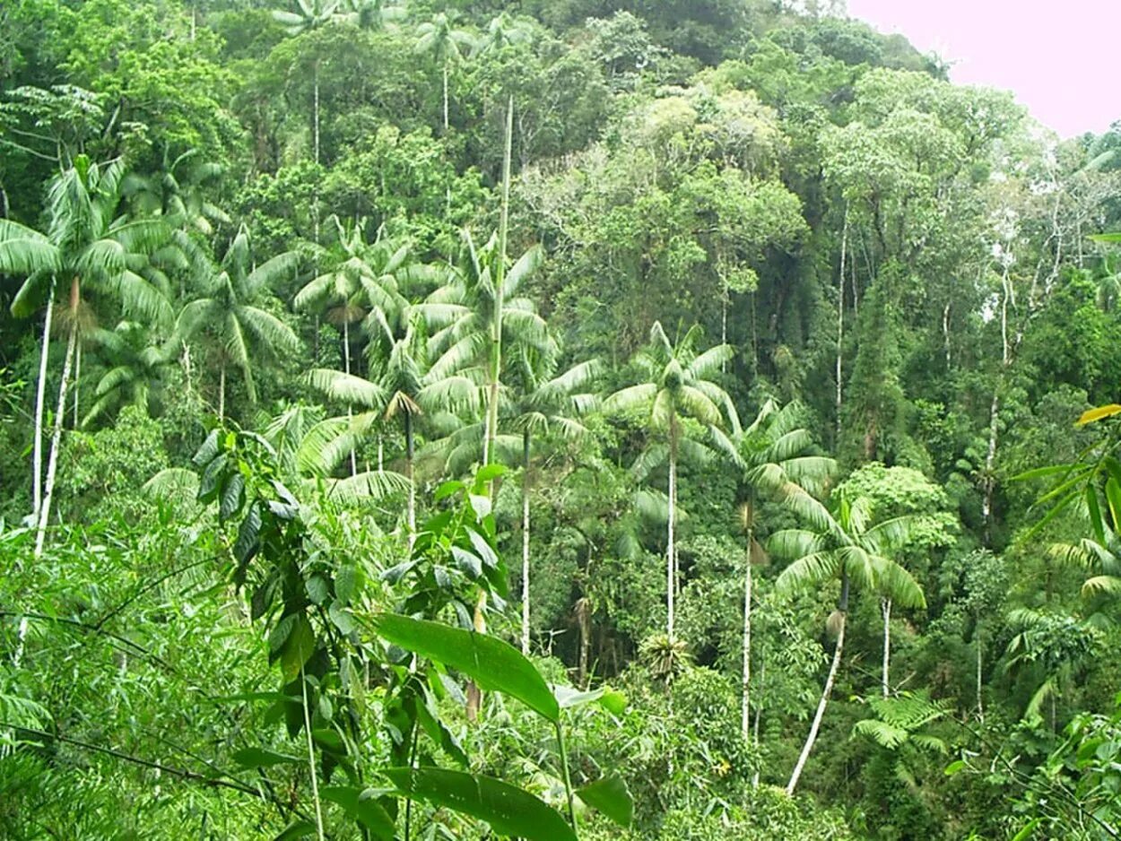Экваториальные леса страны. Гилея в Африке. Гилея Южной Америки это. Пальмы в Сельва Южная Америка. Экваториальный Лесной пояс.