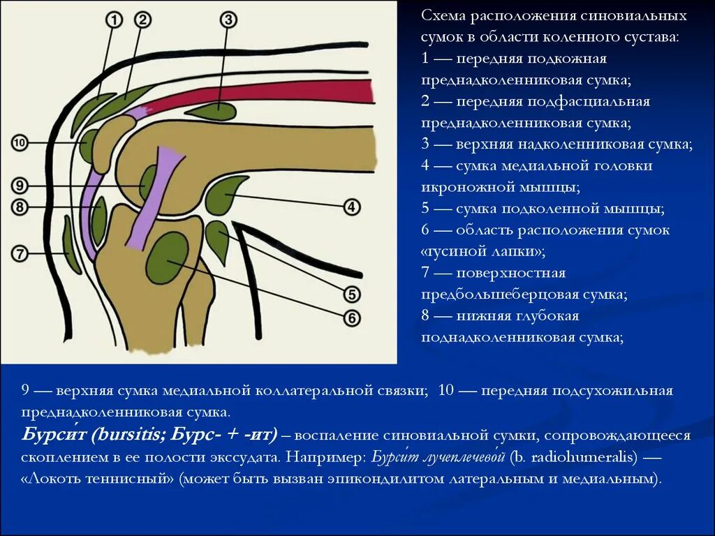 Синовиальные завороты коленного сустава. Завороты синовиальной сумки коленного сустава. Коленный сустав анатомия сумки коленного сустава. Завороты коленного сустава топографическая анатомия.