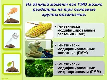 Виды гмо