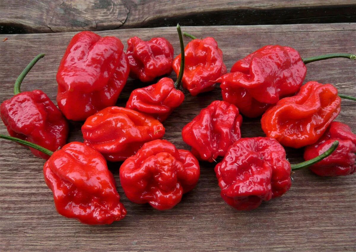 острый перец каролина рипер. перец нага морич седек. перец чили дыхание дракона. самый острый перец trinidad scorpion butch t. какой перец самый жгучий.