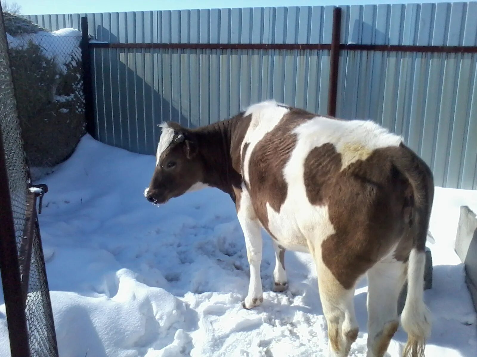 Стельная корова. Сарай для коров. Сарай для телят. Корова в сарае зимой.
