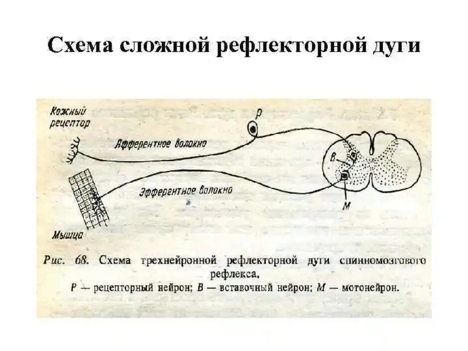 Строение рефлекторной дуги рисунок. Схема соматической рефлекторной дуги с описанием. Схема рефлекторной дуги при ожоге. Простая соматическая рефлекторная дуга схема. Схема простой рефлекторной дуги анатомия.