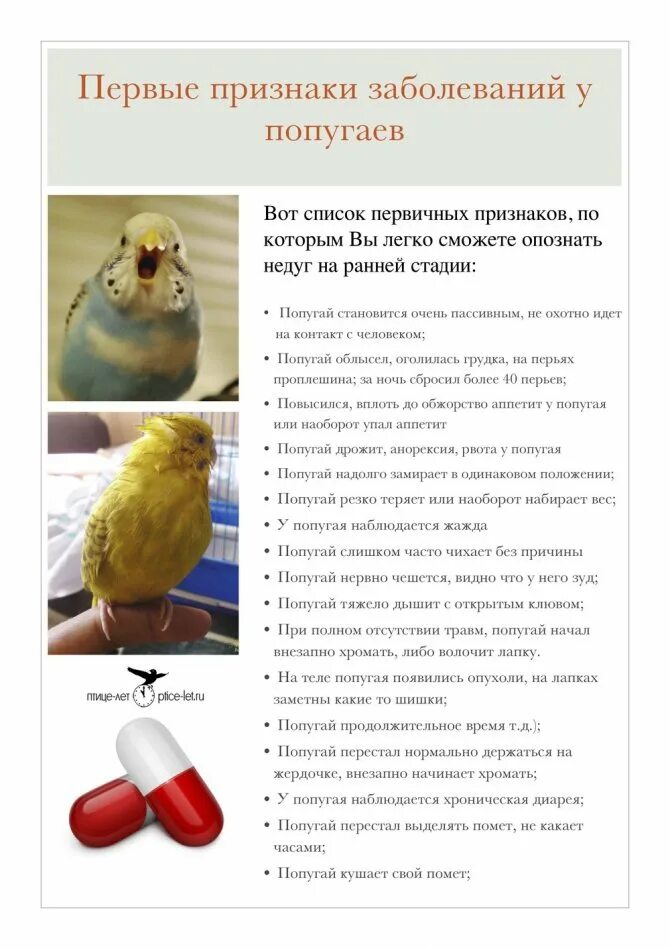 Можно ли попугаю черешню