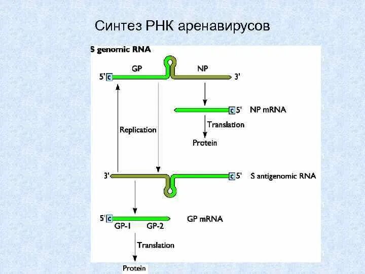 Синтез РРНК происходит в. Где синтезируется РНК. Как синтезируются молекулы МРНК. Объект синтезирующий РНК.