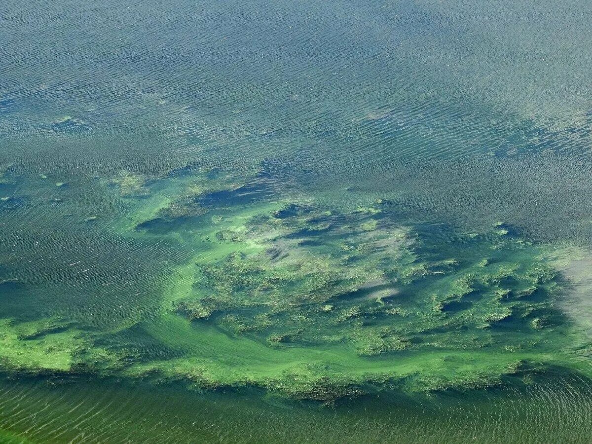 Какое море зеленое. Зеленое море. зеленое море море. зеленое море зеленое море. зеленое море фото.