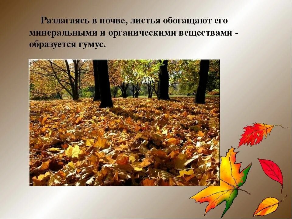 Действие происходит осенью. Осенью бывает листопад. Листовой опад. Что происходит с опавшими листьями. Дерево осенью с опадающими листьями.