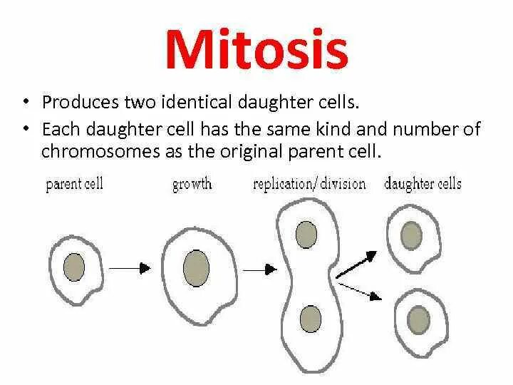 Each cell