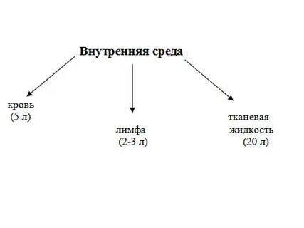 Внутренняя среда организма схема