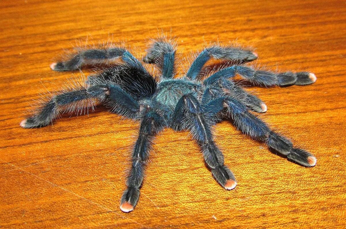 Паук птицеед факты. Avicularia avicularia. авикулярия герольди. паук птицеед герольди. птицеед авикулярия герольди.