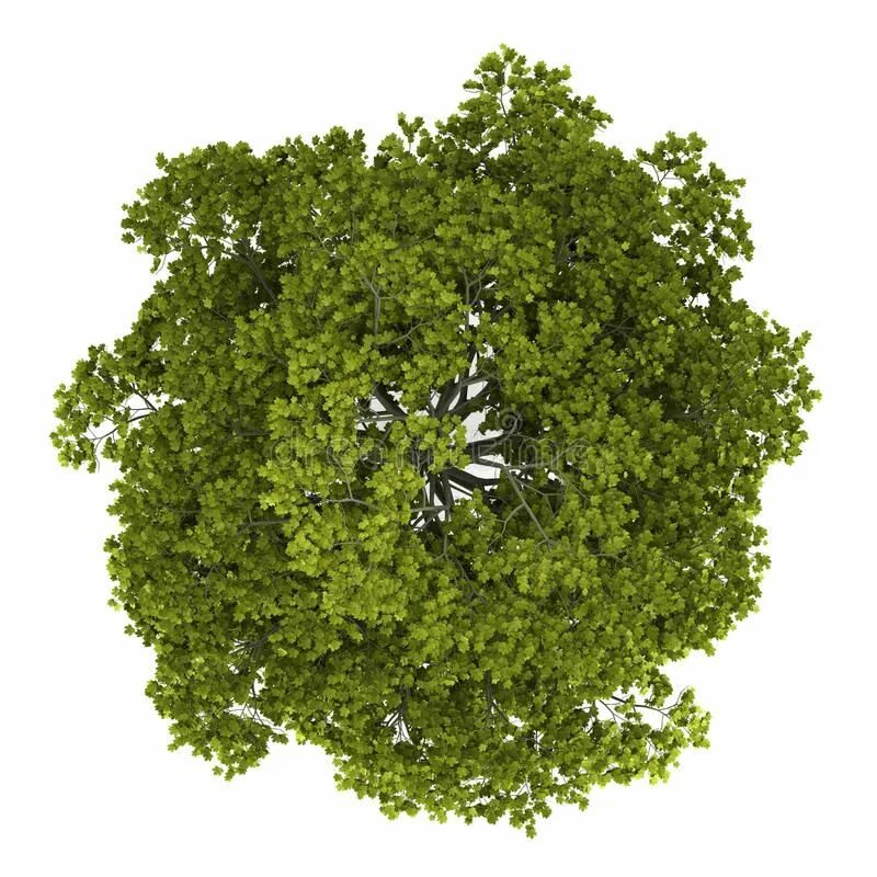 Дерево план фото Free download Green plant illustration, Tree Aufsicht Site plan Floor plan, look
