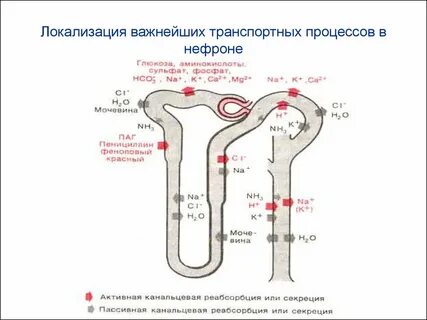 Реабсорбция в нефроне