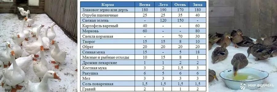 Какую температуру выдерживают утки. Содержание индоуток зимой. температура для уток зимой. кормление уток зимой. температура для утят индоутки.