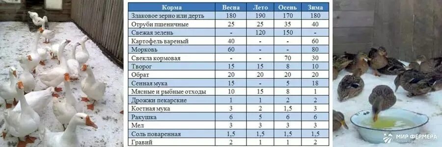 Чем кормить подсадную утку в домашних условиях. Содержание индоуток зимой. Температура для уток зимой. Комбикорм для уток. Кормление уток зимой.