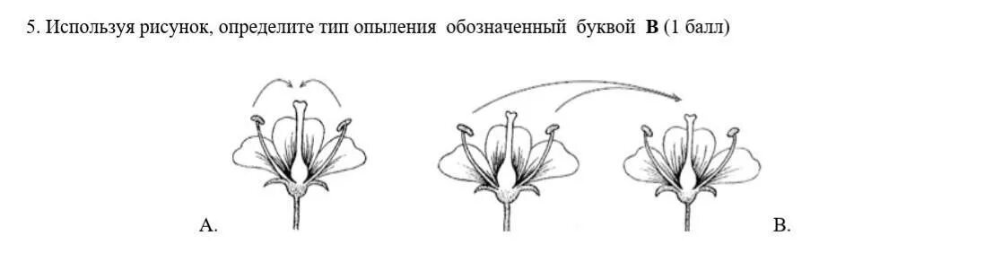 Схема самоопыления хвойные