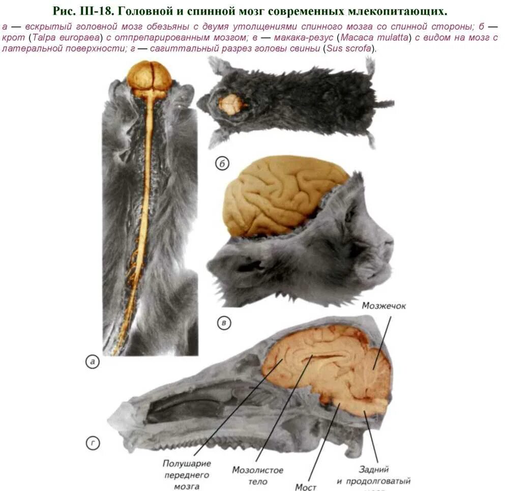 Какой мозг у приматов. Головной мозг крота. Отделы головного мозга крота. Мозг крота строение.