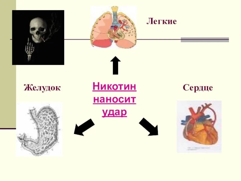 Никотин и желудок различие. Никотин и сердце РАН В легких. В сердце раны в легких никотин