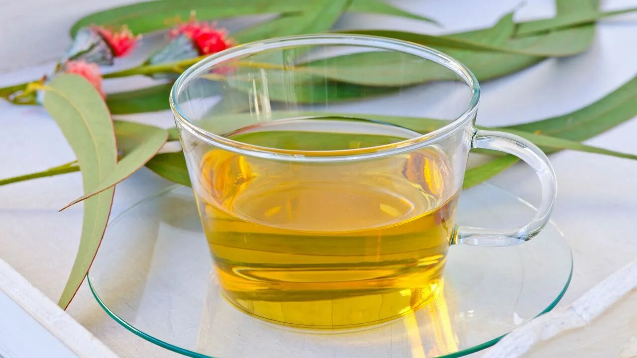 Okaliptus чай турецкий. Эвкалиптовый чай. Отвар. Чай из эвкалипта.