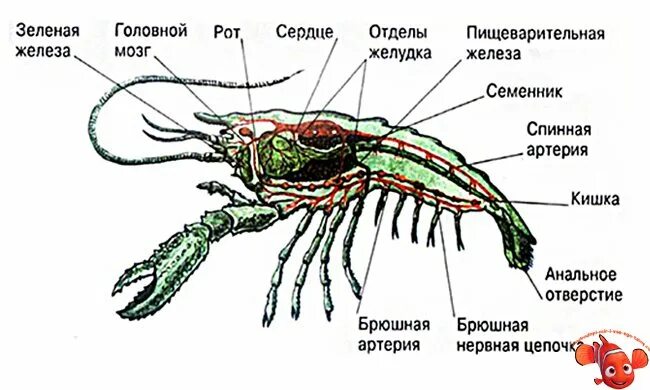 Зеленая железа у ракообразных к какой системе. Креветка строение биология. Внутреннее строение ракообразных. Креветка обыкновенная строение. Внешнее строение креветки.