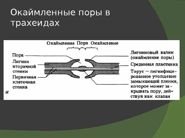 Окаймленные поры. Окаймленные поры и поры в трахеидах. Поры ботаника. Конструкция окаймления.