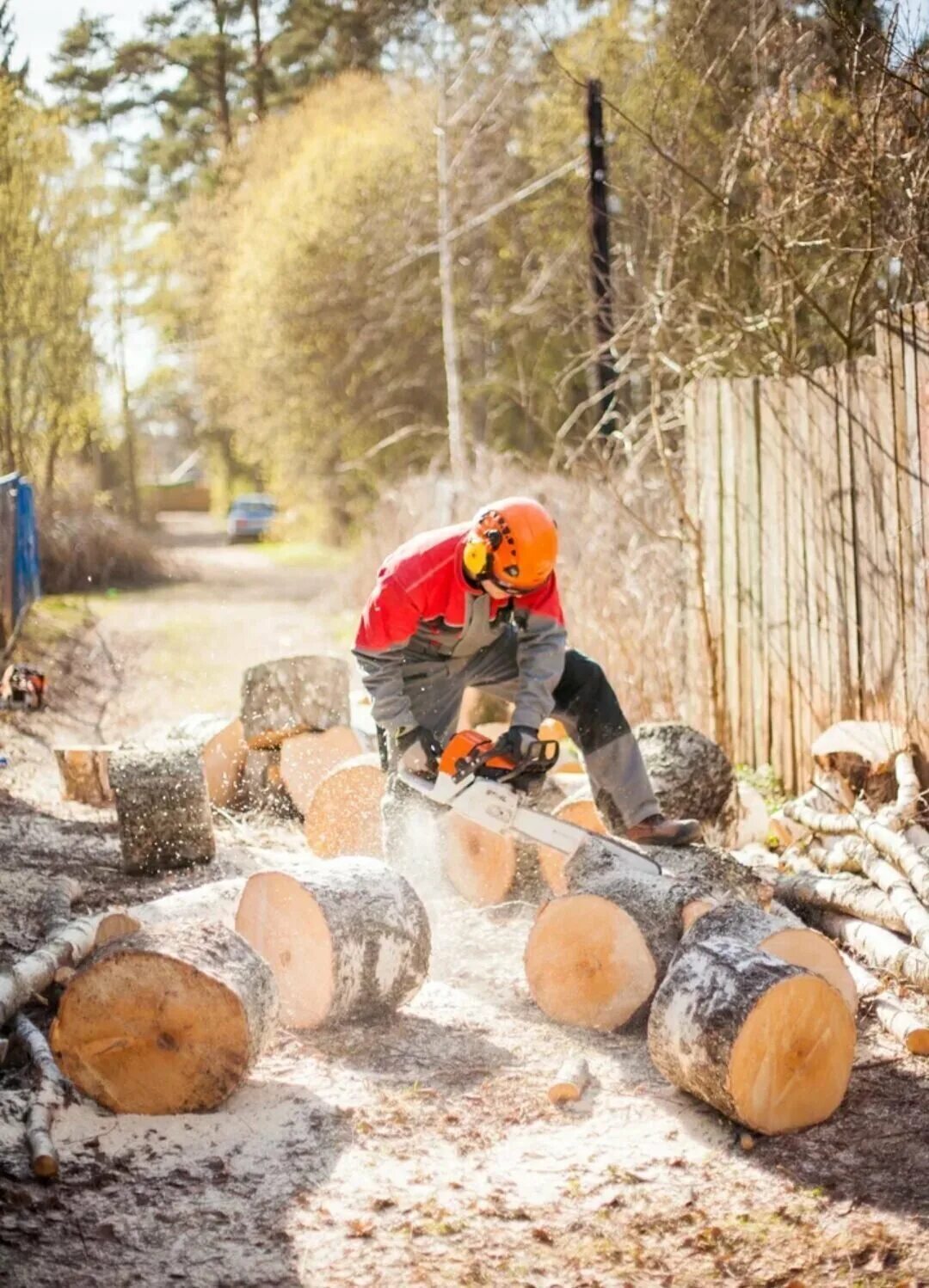 Пилка деревьев бензопилой. Распиловка дерева. Распил дерева. Спиливание деревьев. Спил дерева.