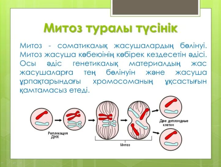Деление клетки митоз и мейоз таблица. Митоз мейоз фазалары. Стадии амитоза. Митоз мейоз фазалары. Стадии редукционного деления мейоза.