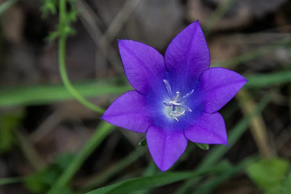 Campanula altaica. Campanula altaica Ledeb.. Колокольчик Алтайский картинки. Колокольчик алтайский