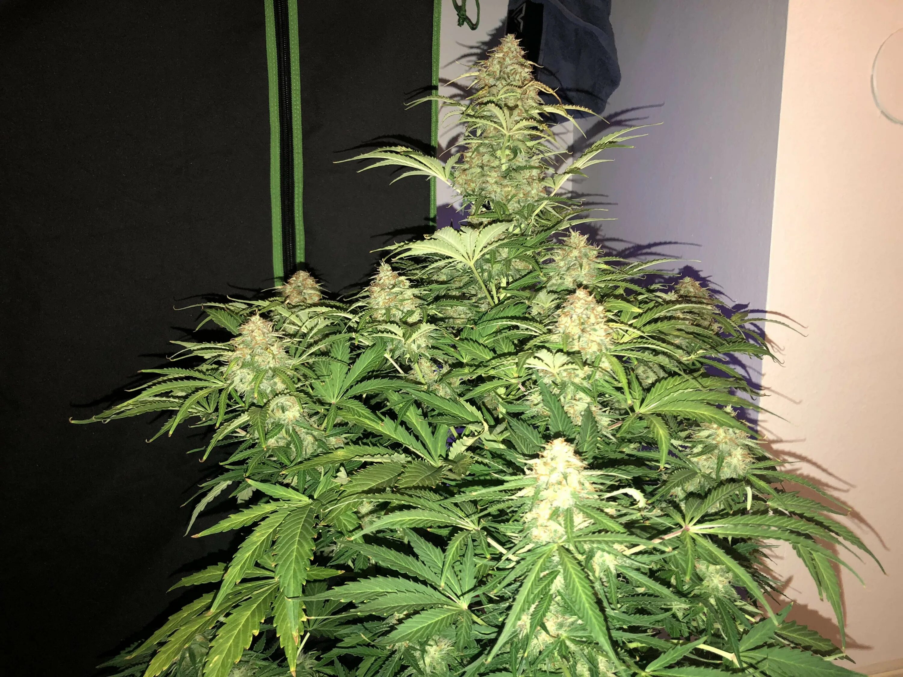 Auto reg. Amnezia Haze сорт. Amnesia Haze сорт. Бошки Amnesia Haze. Amnesia Haze семена.