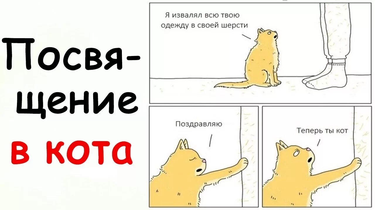 Теперь кота