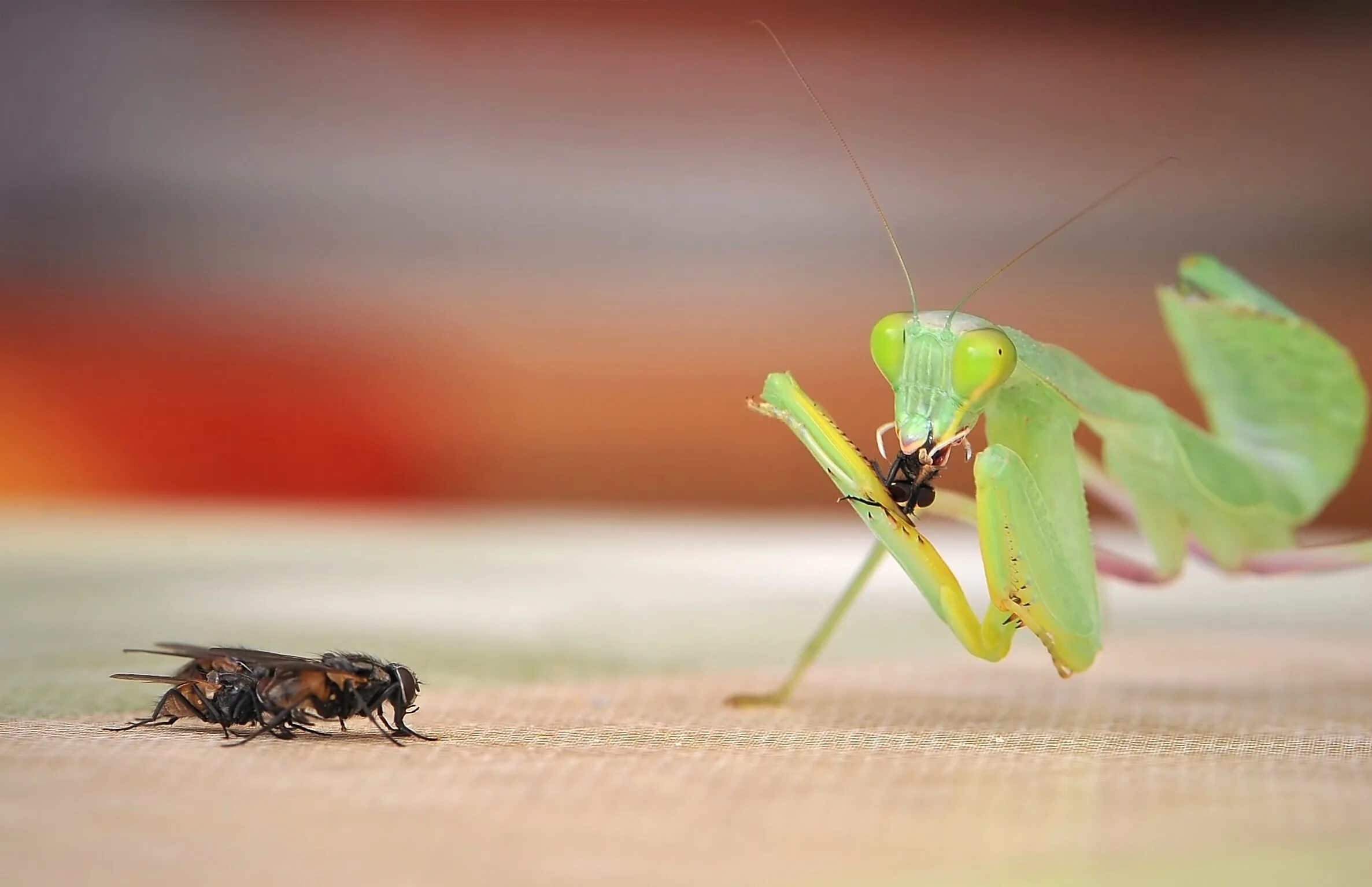 Питание богомолов. Богомол кузнечик Саранча. Богомол Sphodromantis lineola. Индийский богомол. Эквадорский шипоголовый кузнечик.