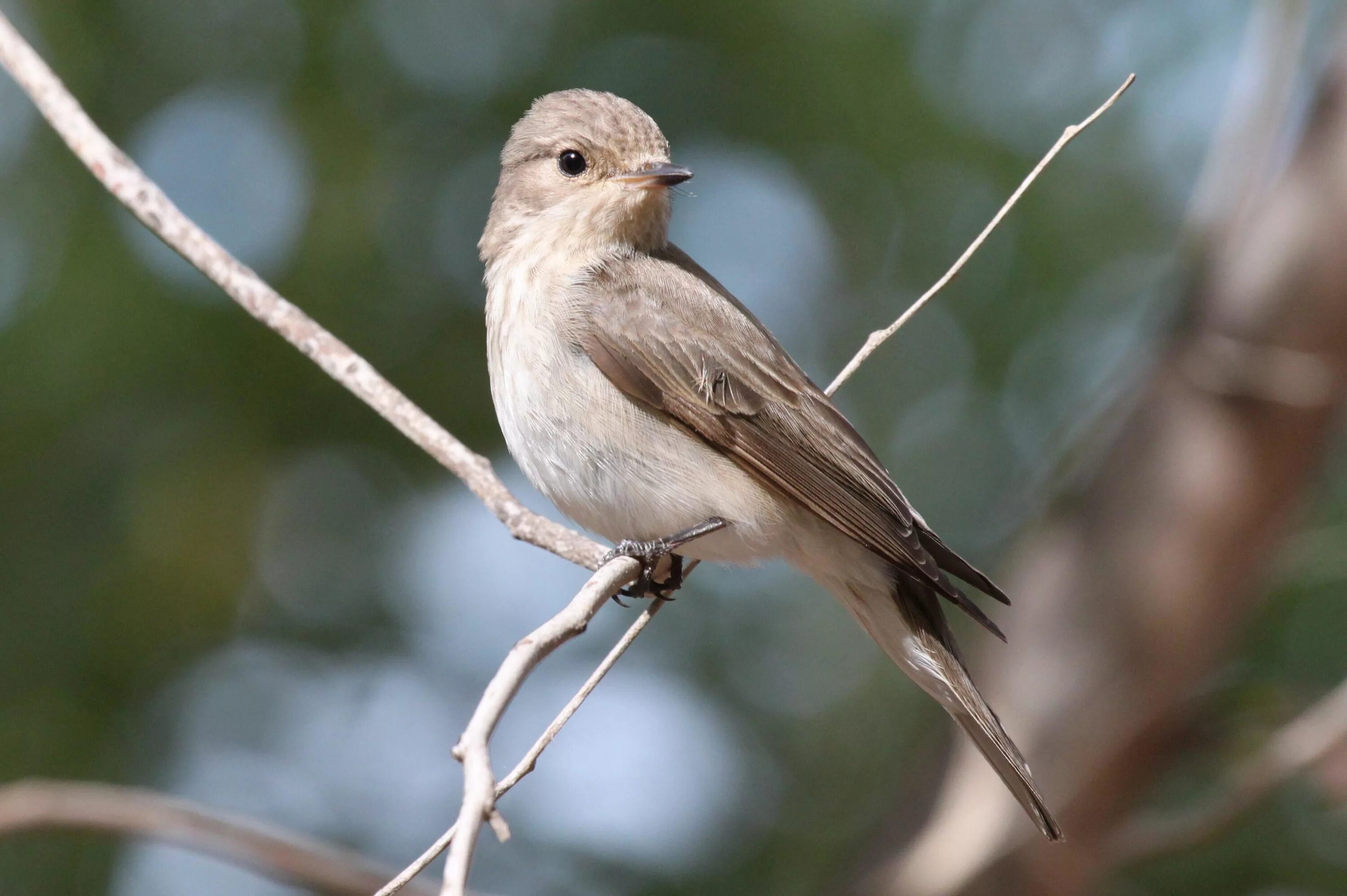 Muscicapa. Серая мухоловка птица пение. Muscicapa itombwensis. Серая мухоловка птица на окне.