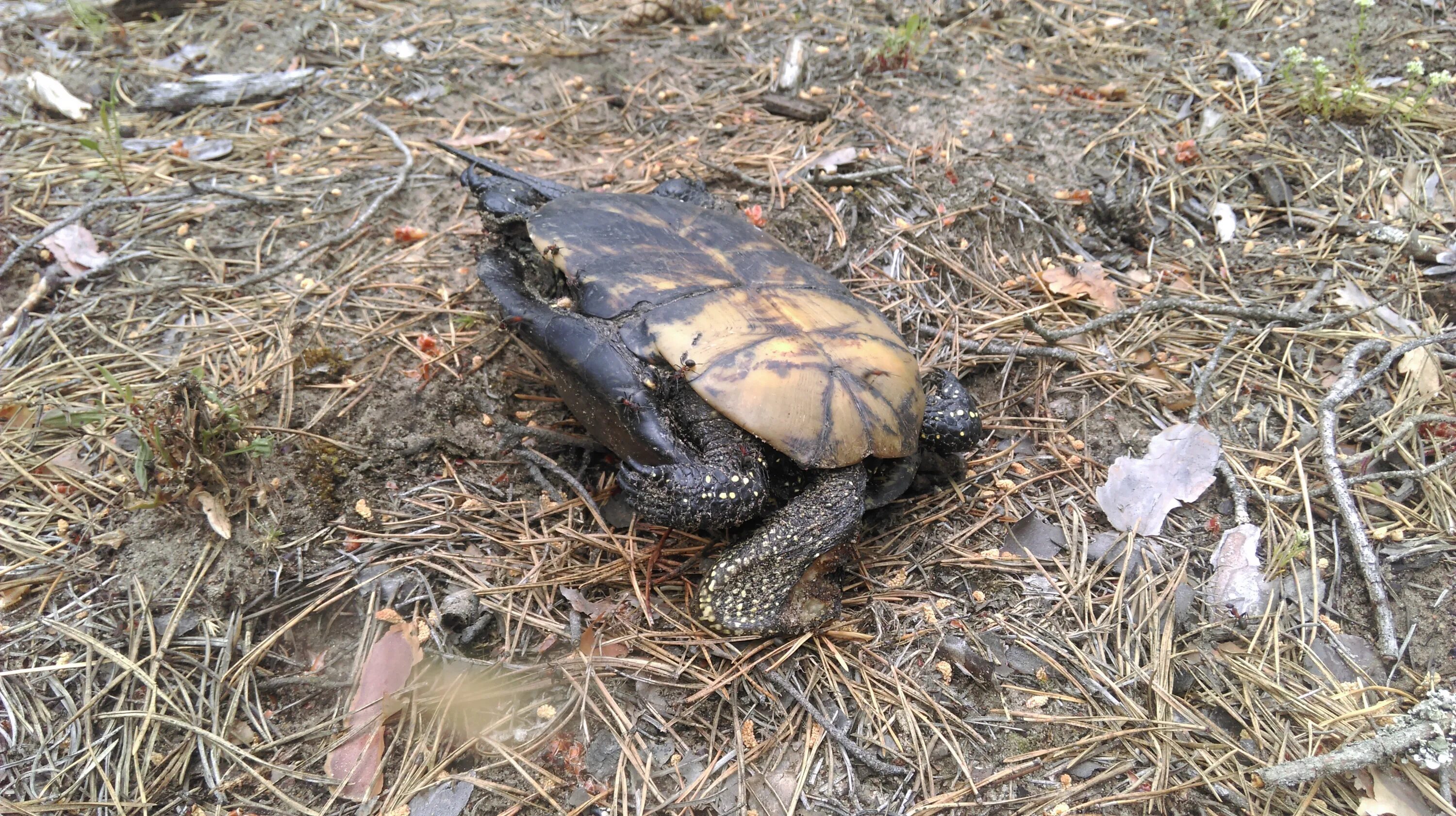 убиваем черепах. большие мягкотелые черепахи. морские животные пострадавшие от мусора. убиваем черепах. убиваем черепах.