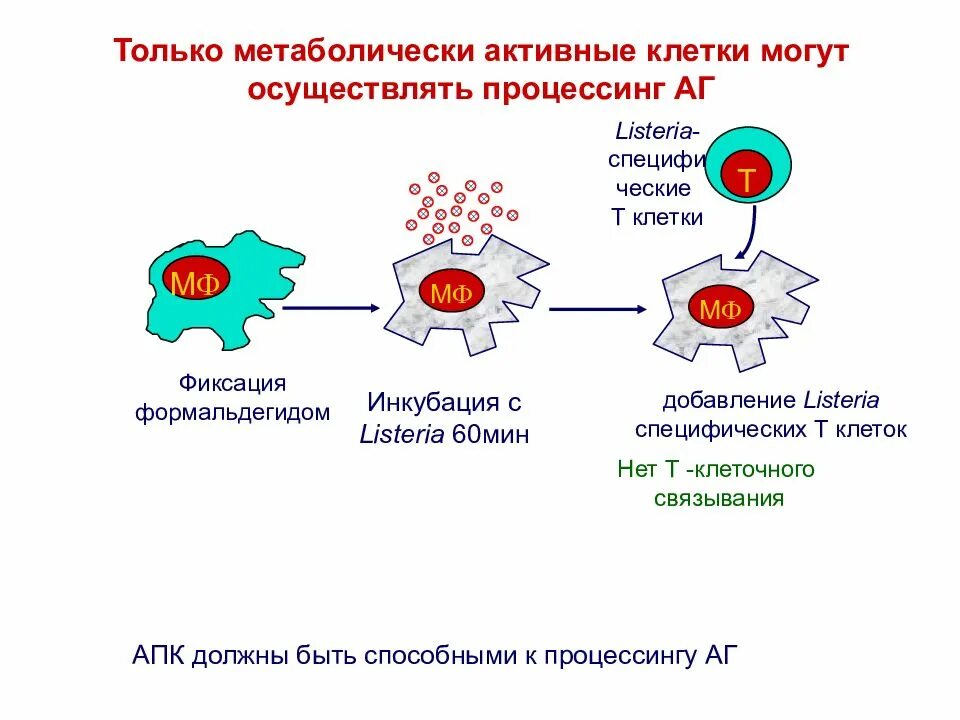 Клеточные антигены. Активная клетка. Метаболически активные клетки это. Процессинг антигена. Процессинг эндогенных антигенов.