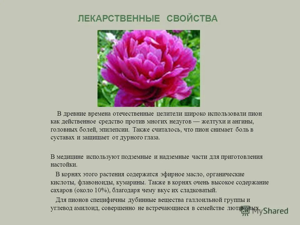Пион сорт линней. Пионы на языке цветов. Пион сорт розовая дымка. Пион символ. Легенда о цветах пионах.