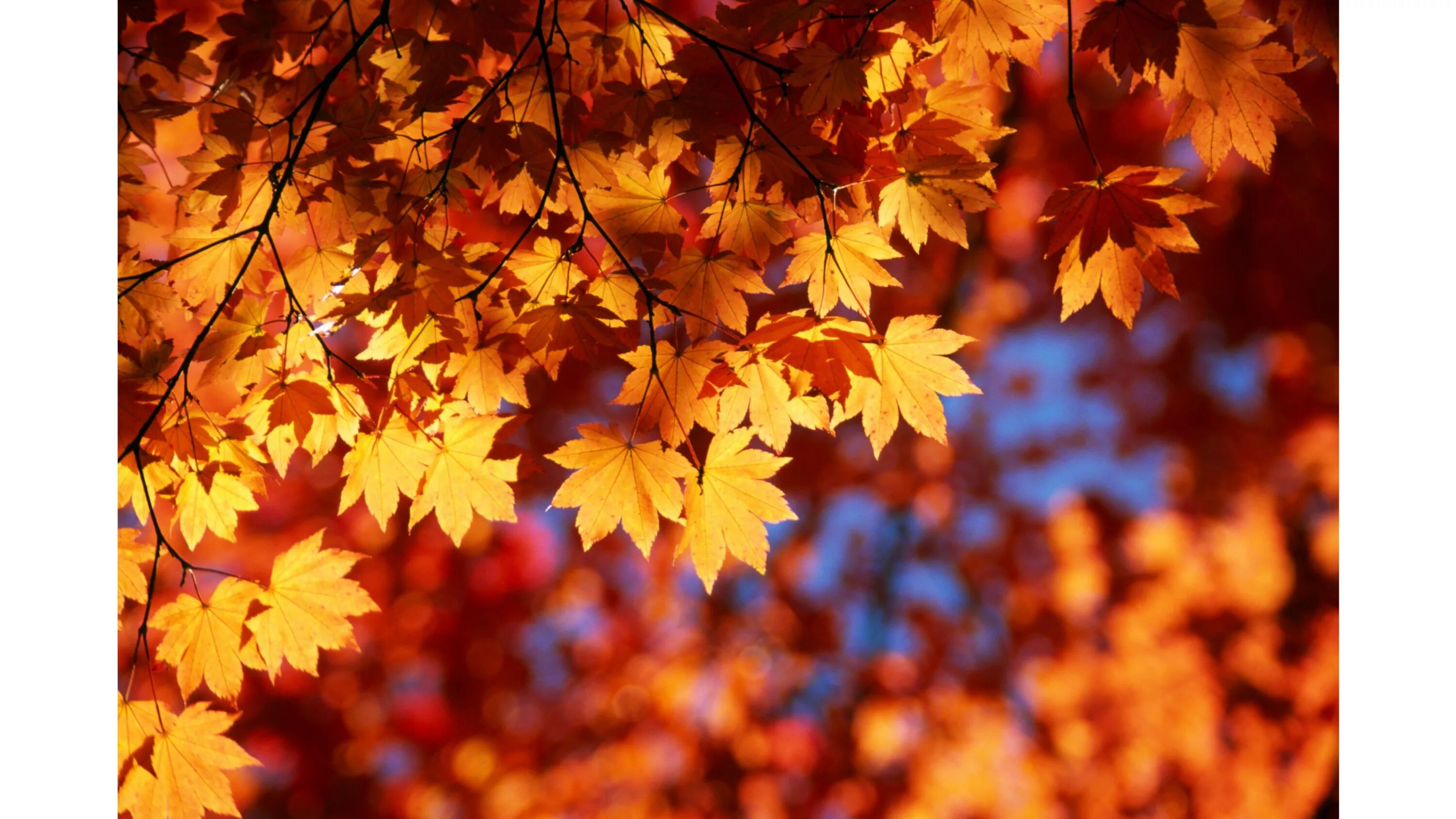 Осенние листья. Листва в сентябре. Фото осенних листьев. Золотая осень. Осеннее богатство