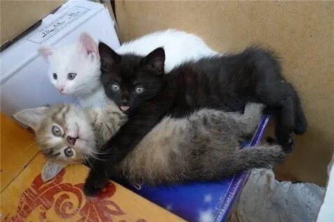 Три котенка черный рыжий и белый