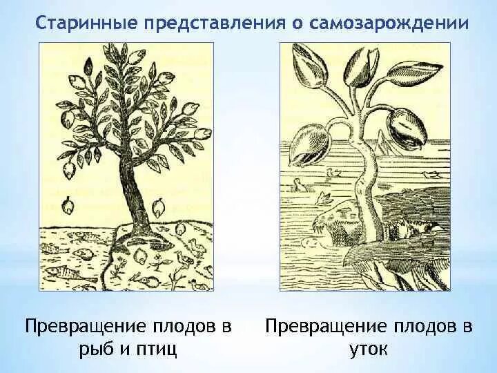 Происхождение жизни самопроизвольно. Теория самозарождения. Концепция самозарождения. Гипотеза самопроизвольного самозарождения. Теория самозарождения жизни на земле.