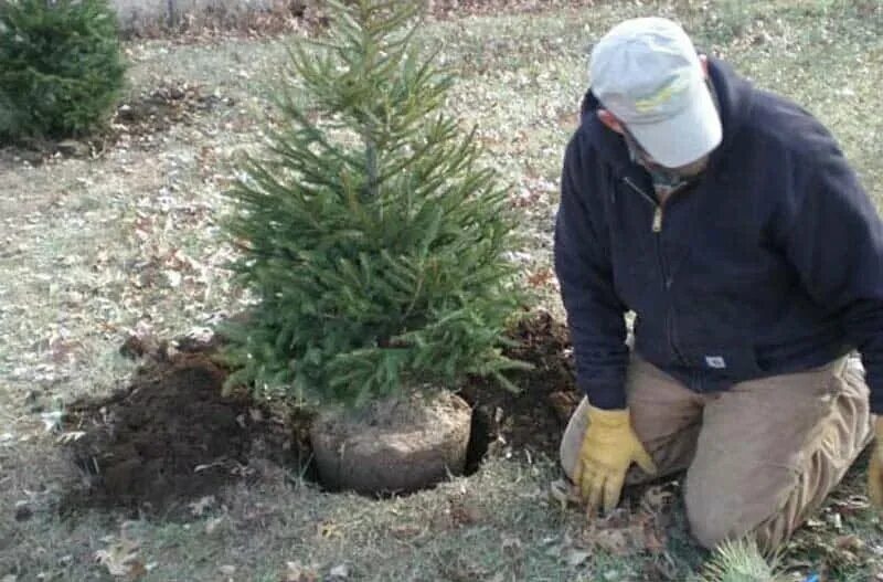 Высадка елей на участке. Посадка елочек. Можно ли посадить елку после нового года. Елка в горшке с корнями. Корневая шейка у можжевельника.