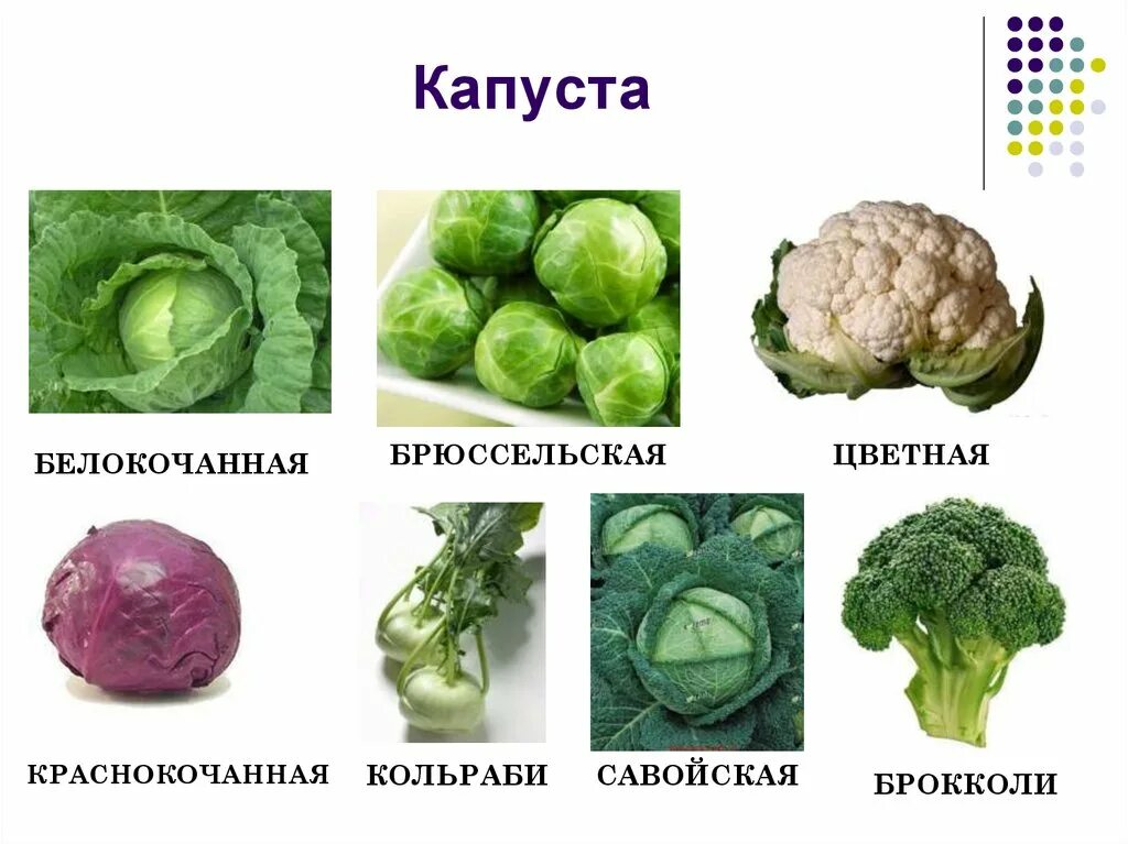 Как называется капуста которая. Цветная капуста брокколи брюссельская. капуста кольраби брюссельская савойская. капуста цветная брокколи кольраби. кольраби брокколи брюссельская.