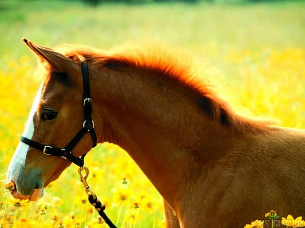 Лошадки ремикс. Лошадка. Лошадка картинка. Цветные лошадки. Конь и лошадь.