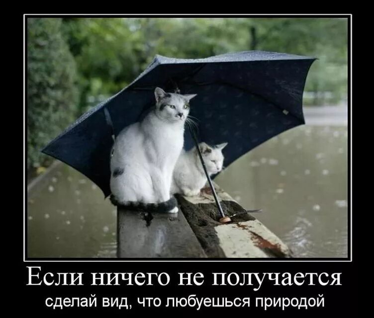 Мокрый полицейский. Демотиватор. Приколы про дождливую погоду. Все плохо ничего не получается. Что делать если ничего не получается.