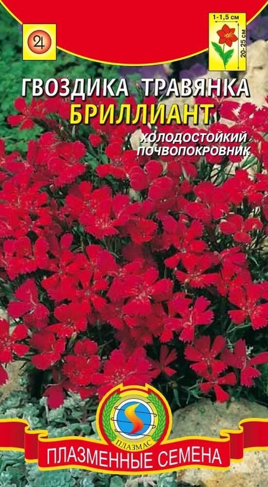 Гвоздика травянка многолетняя семена. Гвоздика травянка семена. Гвоздика травника семена.