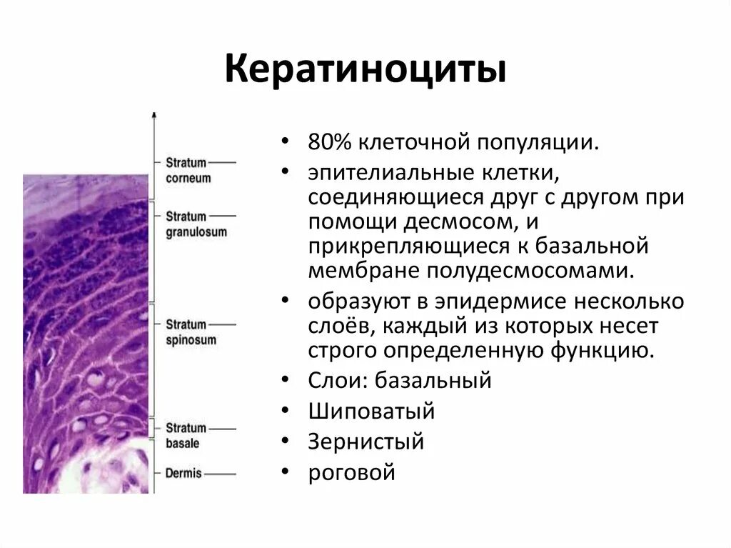 Схема дифференцировки кератиноцитов эпидермиса. Строение кератиноцитов гистология. Кератиноциты строение гистология. Схема дифференцировки кератиноцитов. Кожа способна к