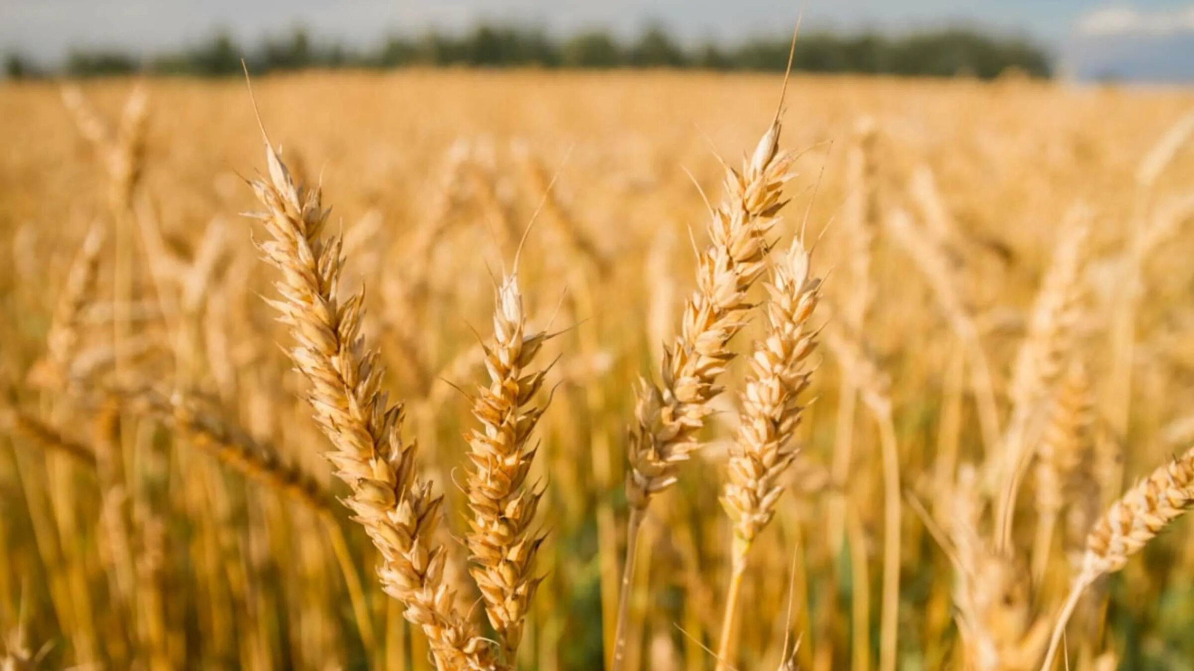 Ячмень страны. Ячмень и пшеница. Пшеница в июне. Пшеница в Казахстане. Ячменя Страна.