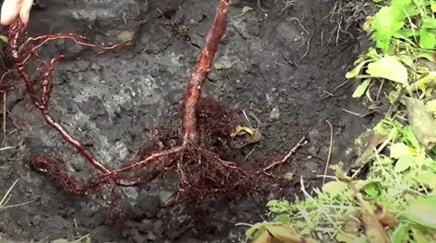 Закрытая корневая система малины